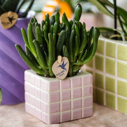 Sukkulente Crassula Hobbit – Ø6cm – Ansicht 13