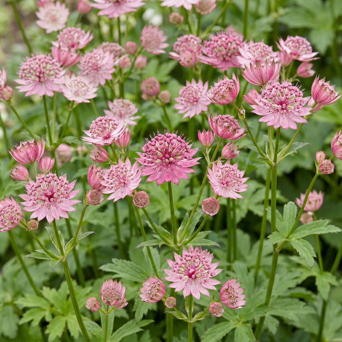 Sterndolde 'Astrantia major' – Weiß-Rosa – Topf Ø11cm – Ansicht 5
