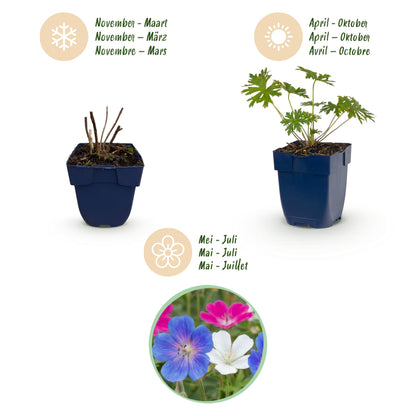 Storchschnabel 'Geranium Tricolour' – Lila-Pink-Weiß – Ø11cm – Ansicht 4