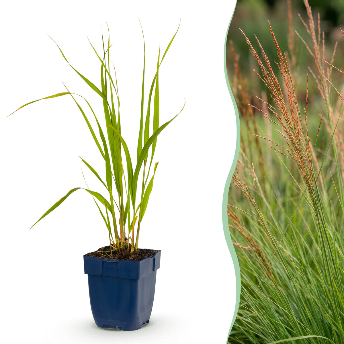 Pfeifengras 'Heidebraut' – Molinia caerulea – Topf Ø11cm