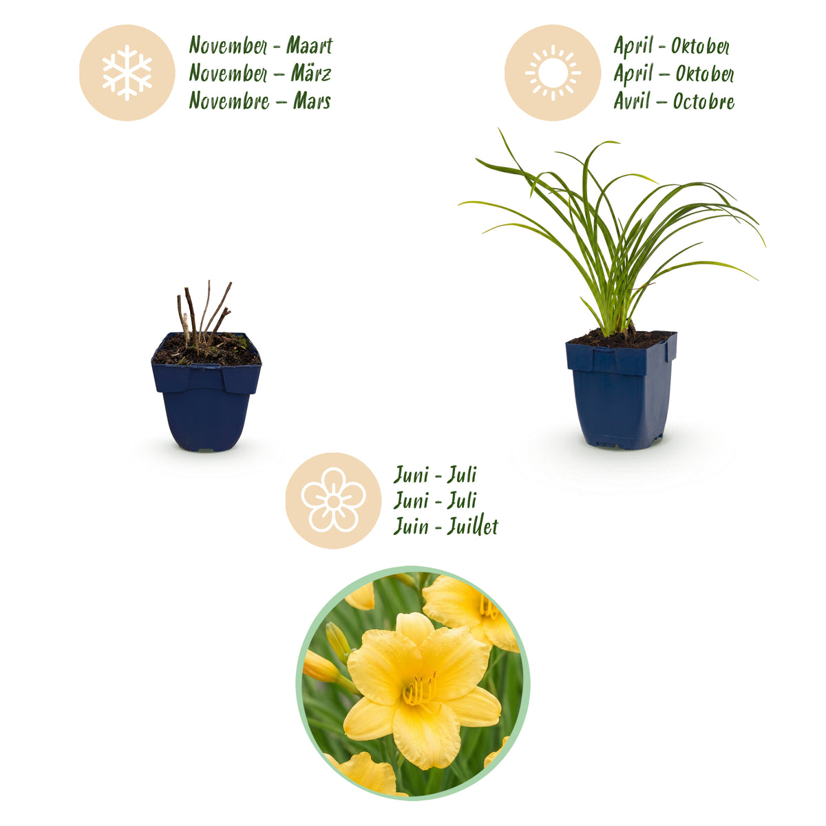 Taglilie 'Stella d'Oro' – Gelb – Topf Ø11cm – Ansicht 4