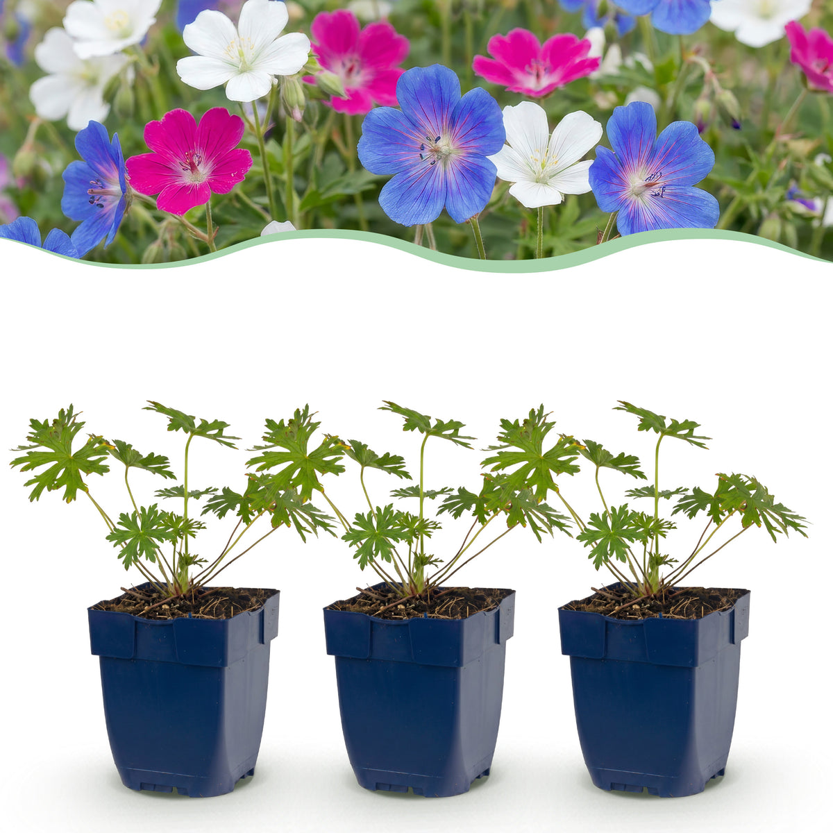Storchschnabel 'Geranium Tricolour' – Lila-Pink-Weiß – Ø11cm – Ansicht 2