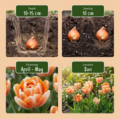 Tulpe 'Candle Light' – Ansicht 4