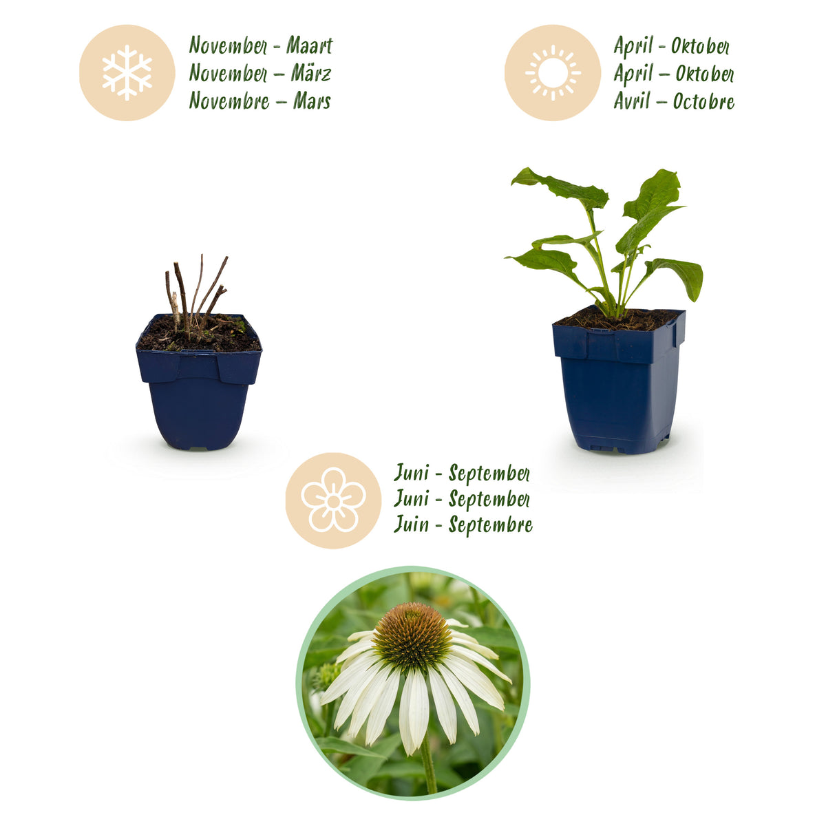 Sonnenhut 'Alba' – Echinacea purpurea – Weiß – Topf Ø11cm – Ansicht 4