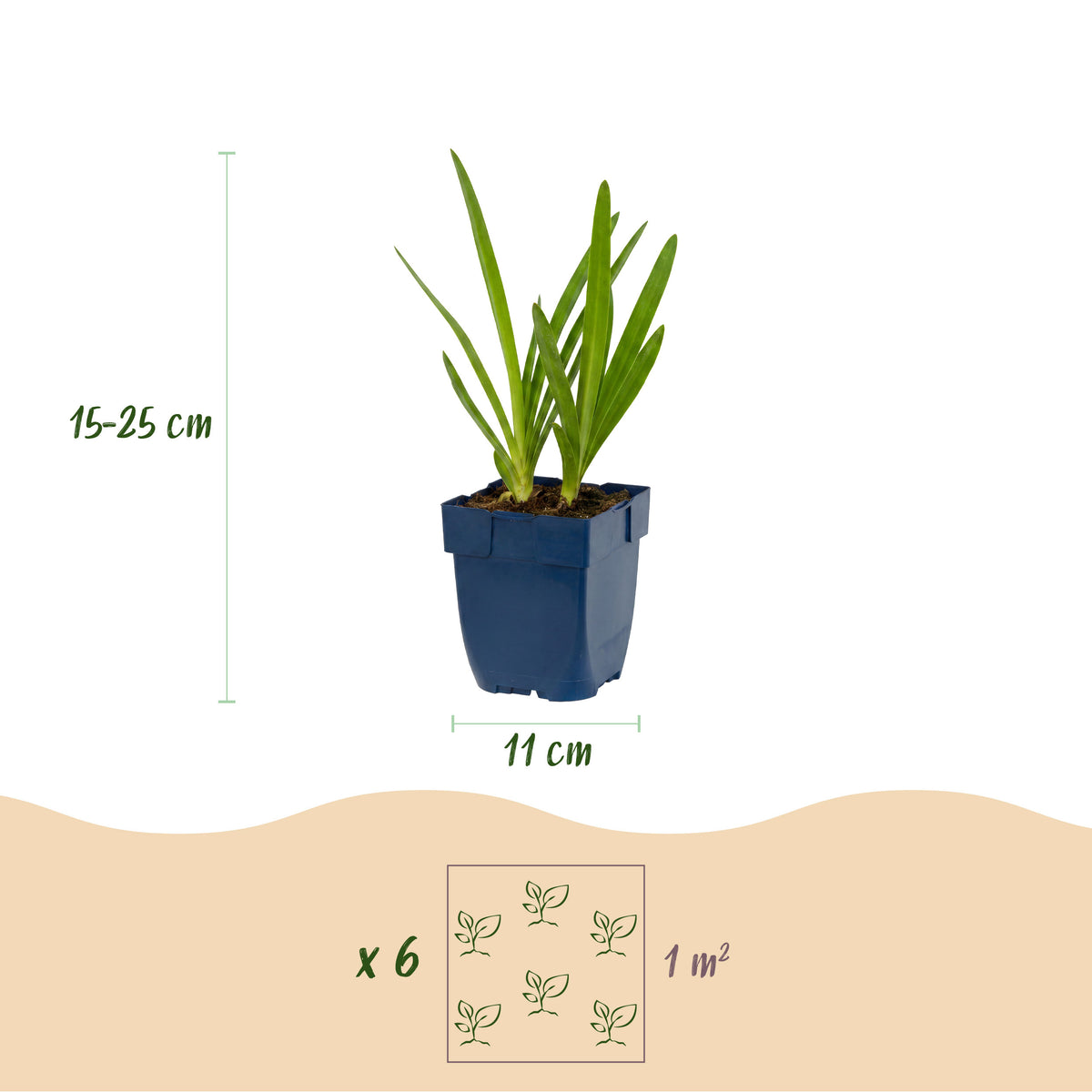 Afrikanische Lilie 'Agapanthus africanus' – Blau – Topf Ø11cm – Ansicht 3
