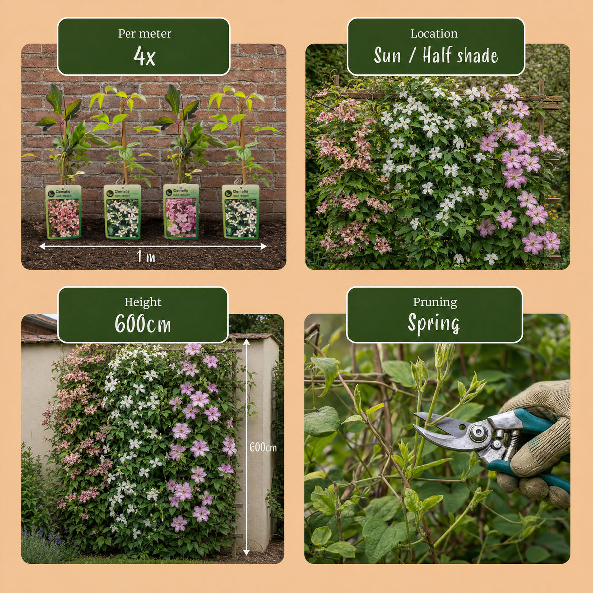 Bergwaldrebe 'Tricolour' – Weiß-Rosa-Hellrosa – Topf Ø9cm – Ansicht 7