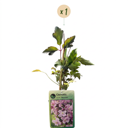 Bergwaldrebe 'Mayleen' – Hellrosa – Topf Ø9cm – Ansicht 2