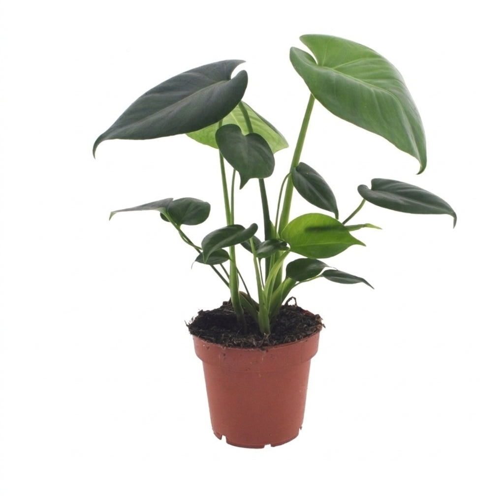 Monstera Deliciosa – Fensterblatt – Topf Ø12cm – Ansicht 2