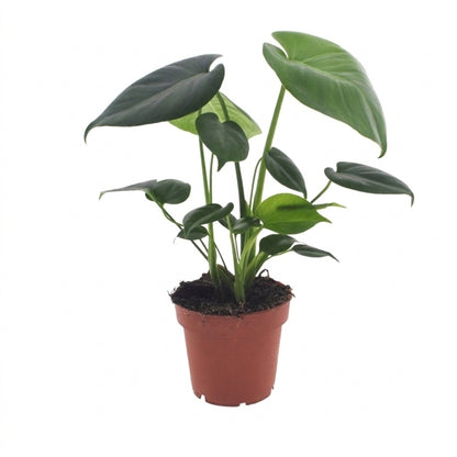 Monstera Deliciosa – Fensterblatt – Topf Ø12cm – Ansicht 2