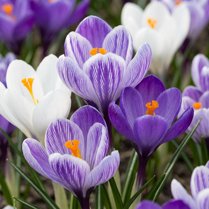 Krokus – Blau-Weiß