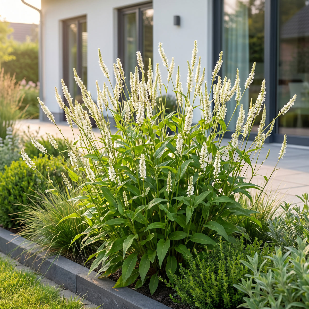 Knöterich 'Persicaria ampl. Alba' – Weiß – Topf Ø11cm – Ansicht 6