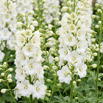 Rittersporn 'Galahad' – Delphinium – Weiß – Topf Ø11cm – Ansicht 5