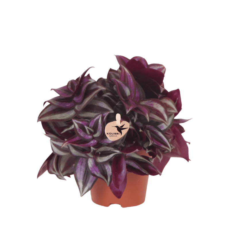 Tradescantia Zebrina – Violett-Grün – Topf Ø9cm