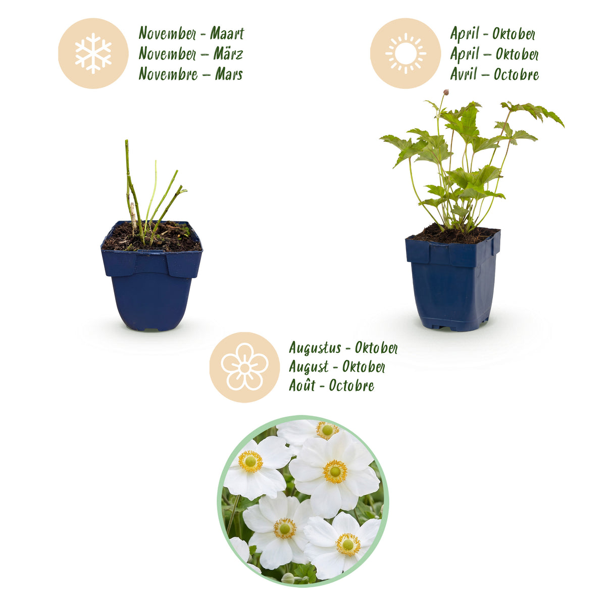 Herbst-Anemone 'Hon. Jobert' – Weiß – Topf Ø11cm – Ansicht 4