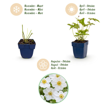 Herbst-Anemone 'Hon. Jobert' – Weiß – Topf Ø11cm – Ansicht 4