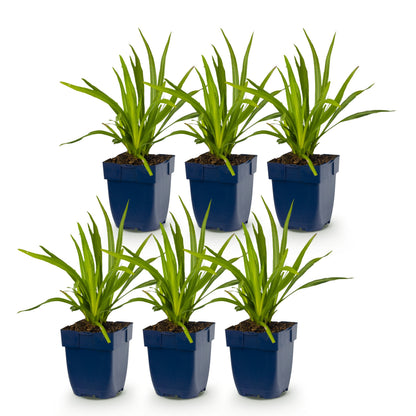 Prachtscharte 'Liatris Duo' – Violett-Weiß – Topf Ø11cm – Ansicht 2