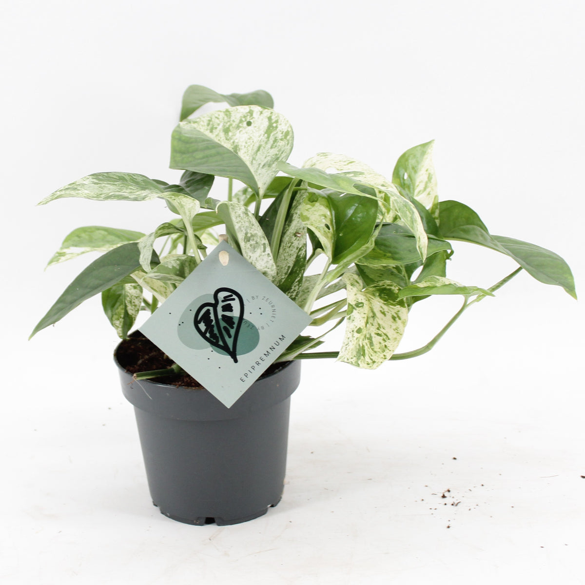 Efeutute 'Marble Variegata' – Grün-Weiß – Ø12cm