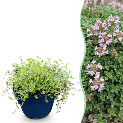 Kriech-Thymian 'Minor' – Rosa – Topf Ø11cm