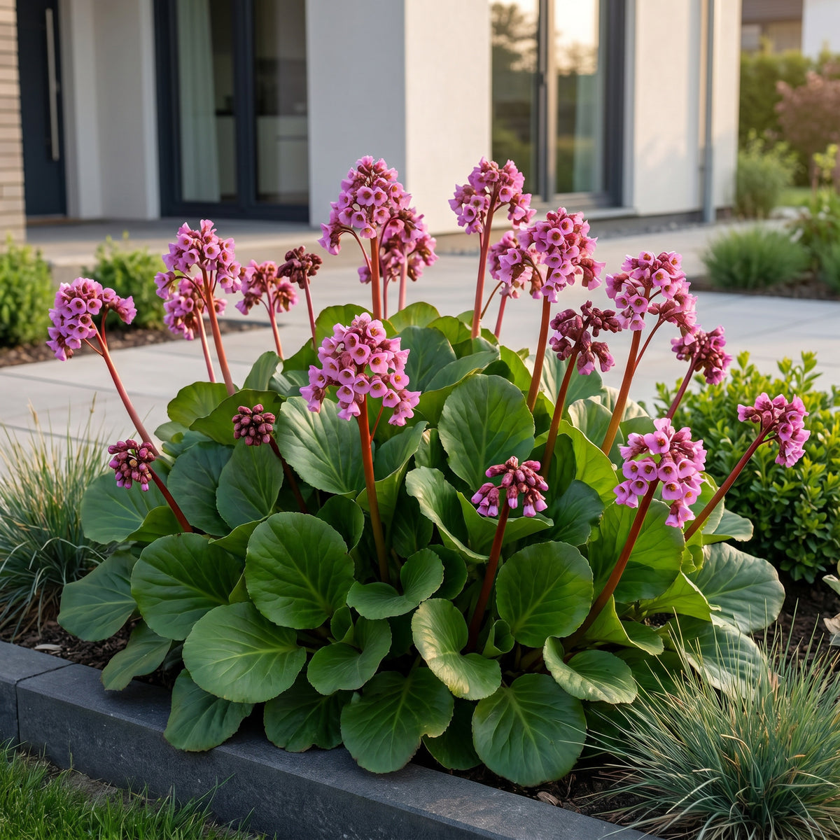 Bergenie 'Bergenia cordifolia' – Rosa – Topf Ø11cm – Ansicht 6