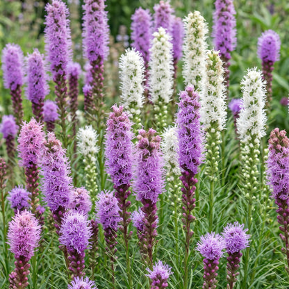 Prachtscharte 'Liatris Duo' – Violett-Weiß – Topf Ø11cm – Ansicht 4
