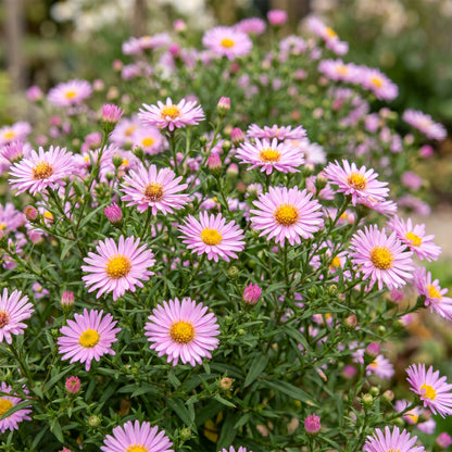 Aster 'Wood’s Pink' – Rosa – Topf Ø11cm – Ansicht 5