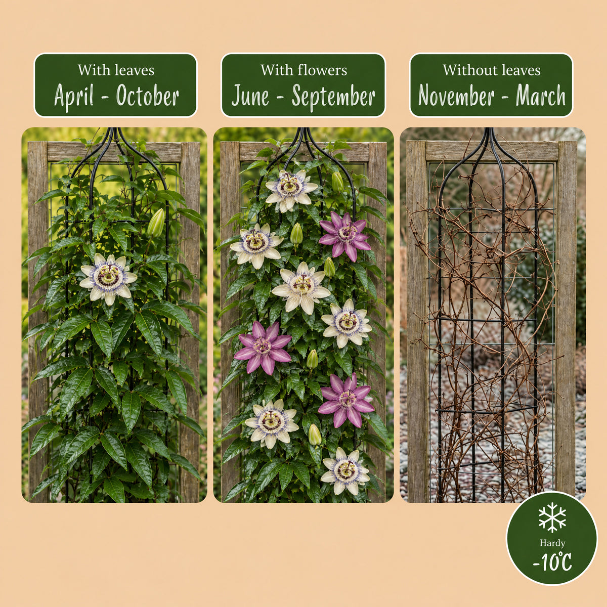 Kletterpflanzen-Trio 'Tricolour' – Clematis, Passionsblume & Sternjasmin – Topf Ø9cm – Ansicht 6