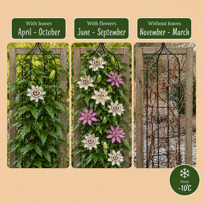 Kletterpflanzen-Trio 'Tricolour' – Clematis, Passionsblume & Sternjasmin – Topf Ø9cm – Ansicht 6
