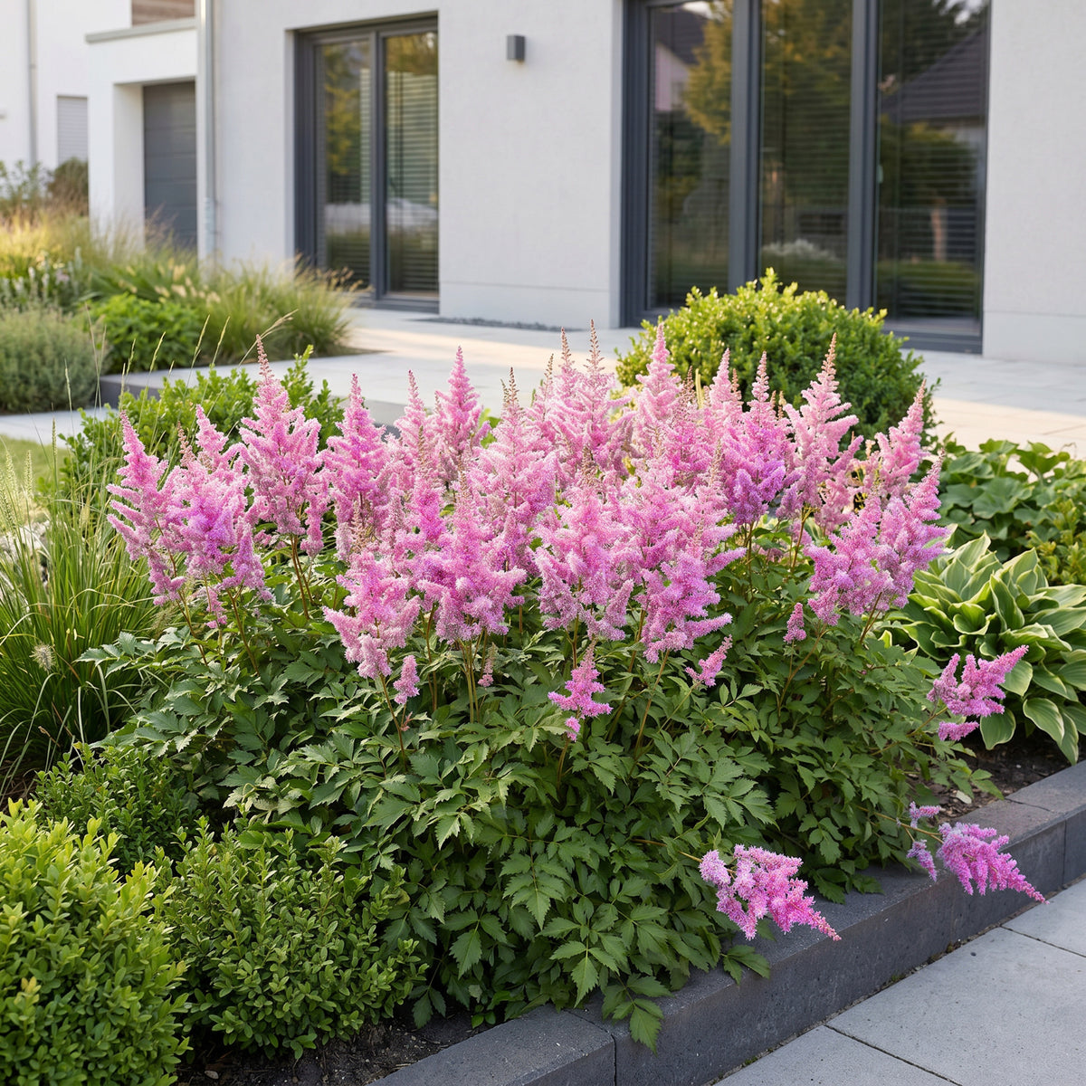 Prachtspiere 'Astilbe chin. Pumila' – Lila – Topf Ø11cm – Ansicht 6
