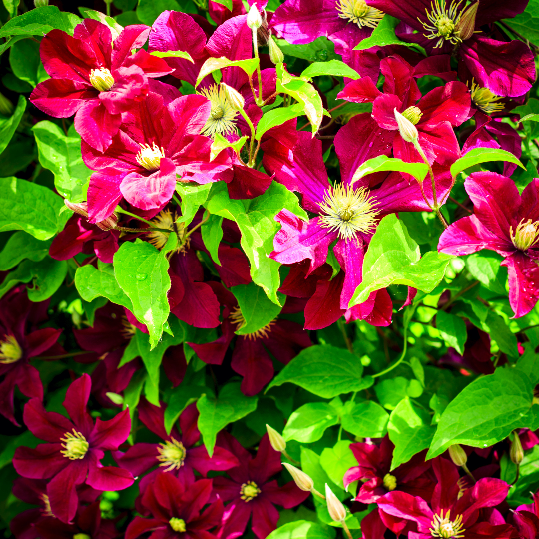 Clematis 'Rouge Cardinal' – Rot – P9 Topf – Ansicht 4