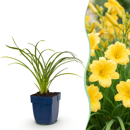 Taglilie 'Stella d'Oro' – Gelb – Topf Ø11cm