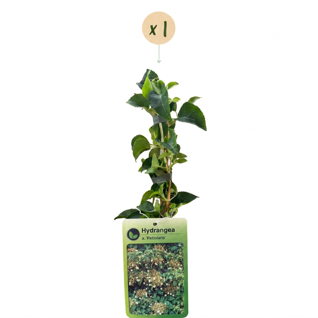 Kletterhortensie 'Hydrangea petiolaris' – Weiß, Ø9cm, ↕35cm – Ansicht 2
