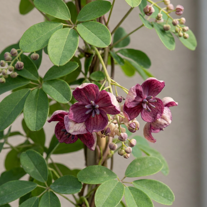 Fingerblättrige Akebie (Akebia quinata) – Lila-Rot – Topf Ø9cm – Ansicht 3