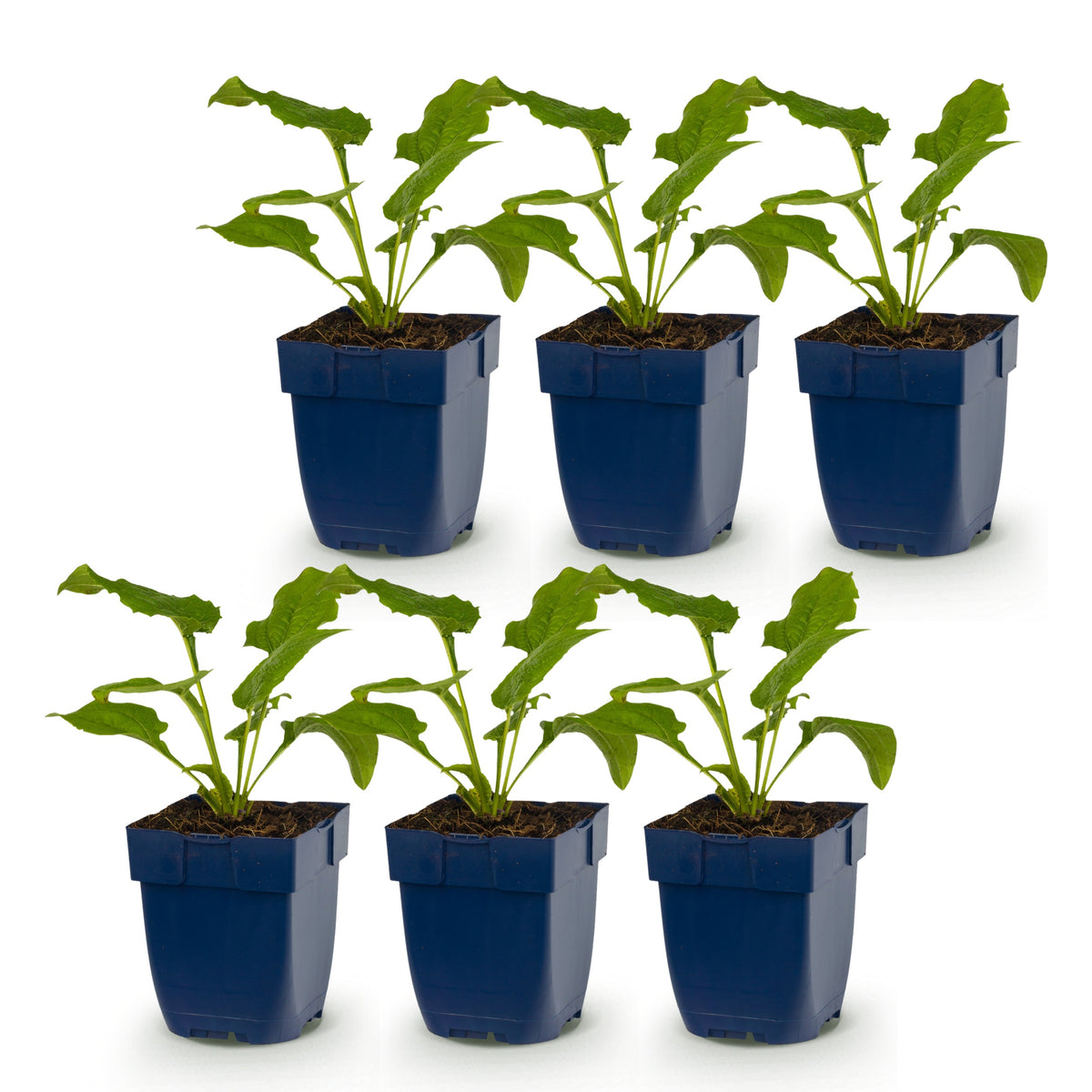 Sonnenhut 'Echinacea Tricolour' – Gelb-Rosa-Weiß – Topf Ø11cm – Ansicht 2