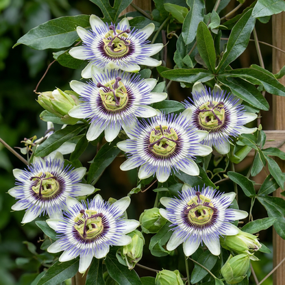 Blaue Passionsblume 'Passiflora caerulea' – Weiß-Lila – Topf Ø9cm – Ansicht 3