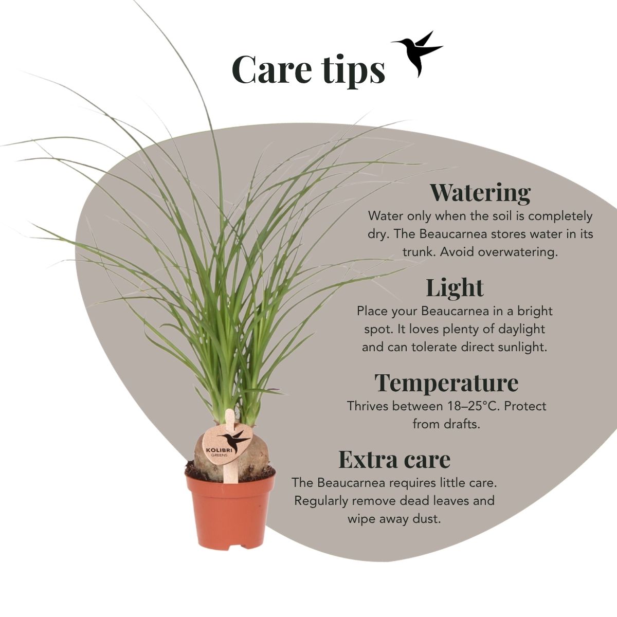 Beaucarnea 'Elefantenfuß' – Zimmerpflanze – Ø6cm – Ansicht 3