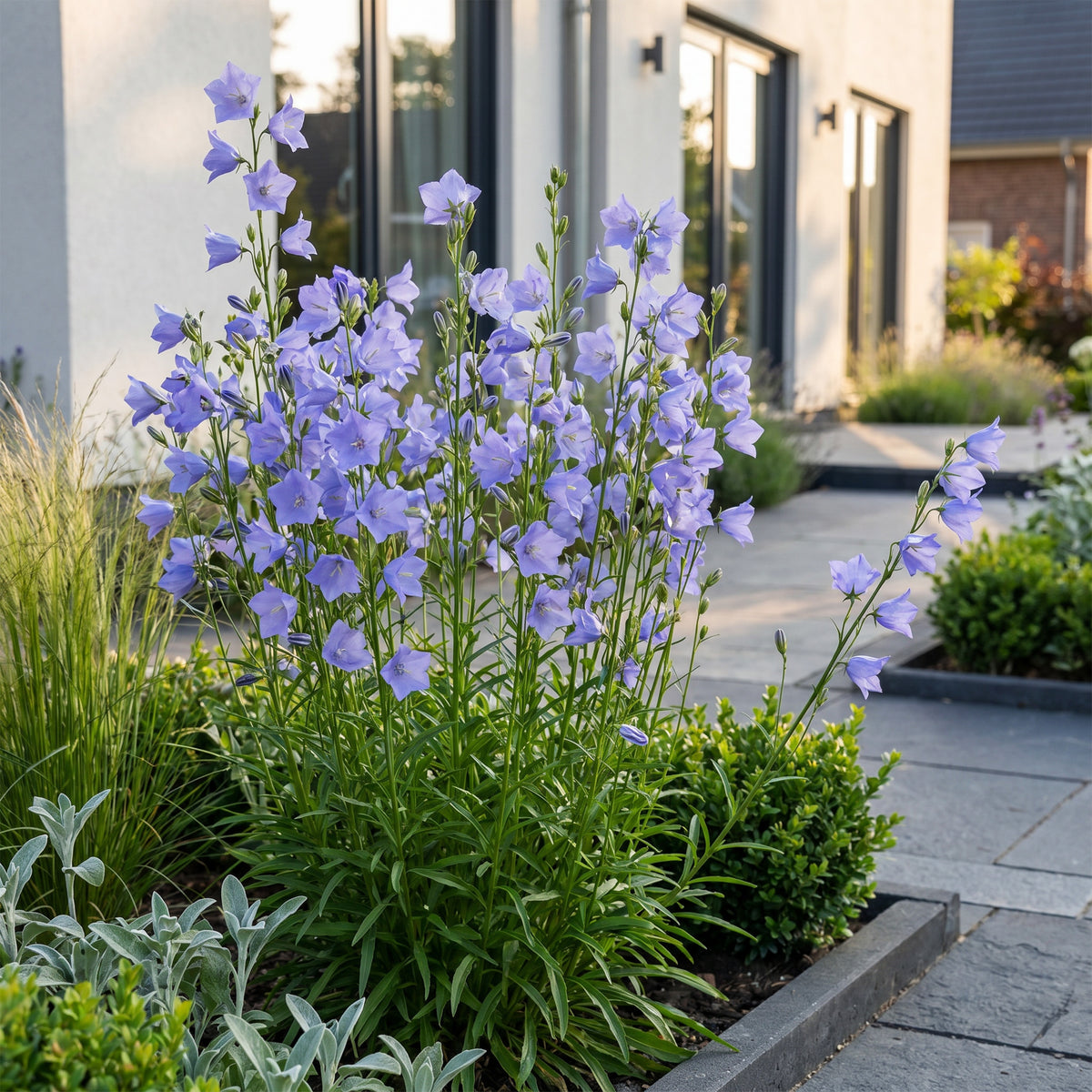 Glockenblume 'Campanula persicifolia' – Blau – Topf Ø11cm – Ansicht 6