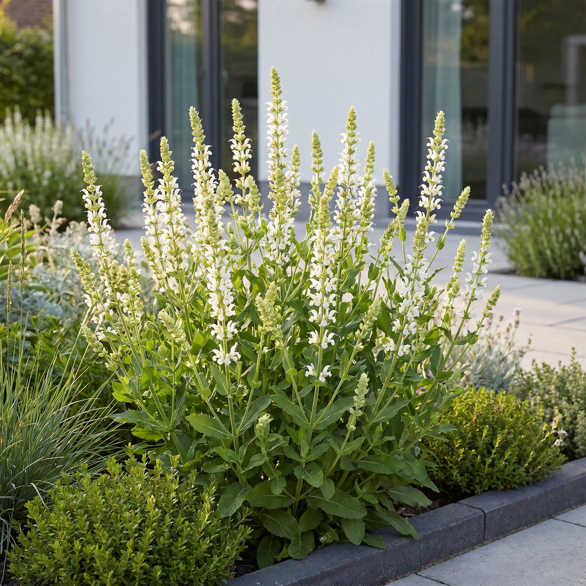 Salbei 'Schneehügel' – Salvia nemorosa – Weiß – Topf Ø11cm – Ansicht 6
