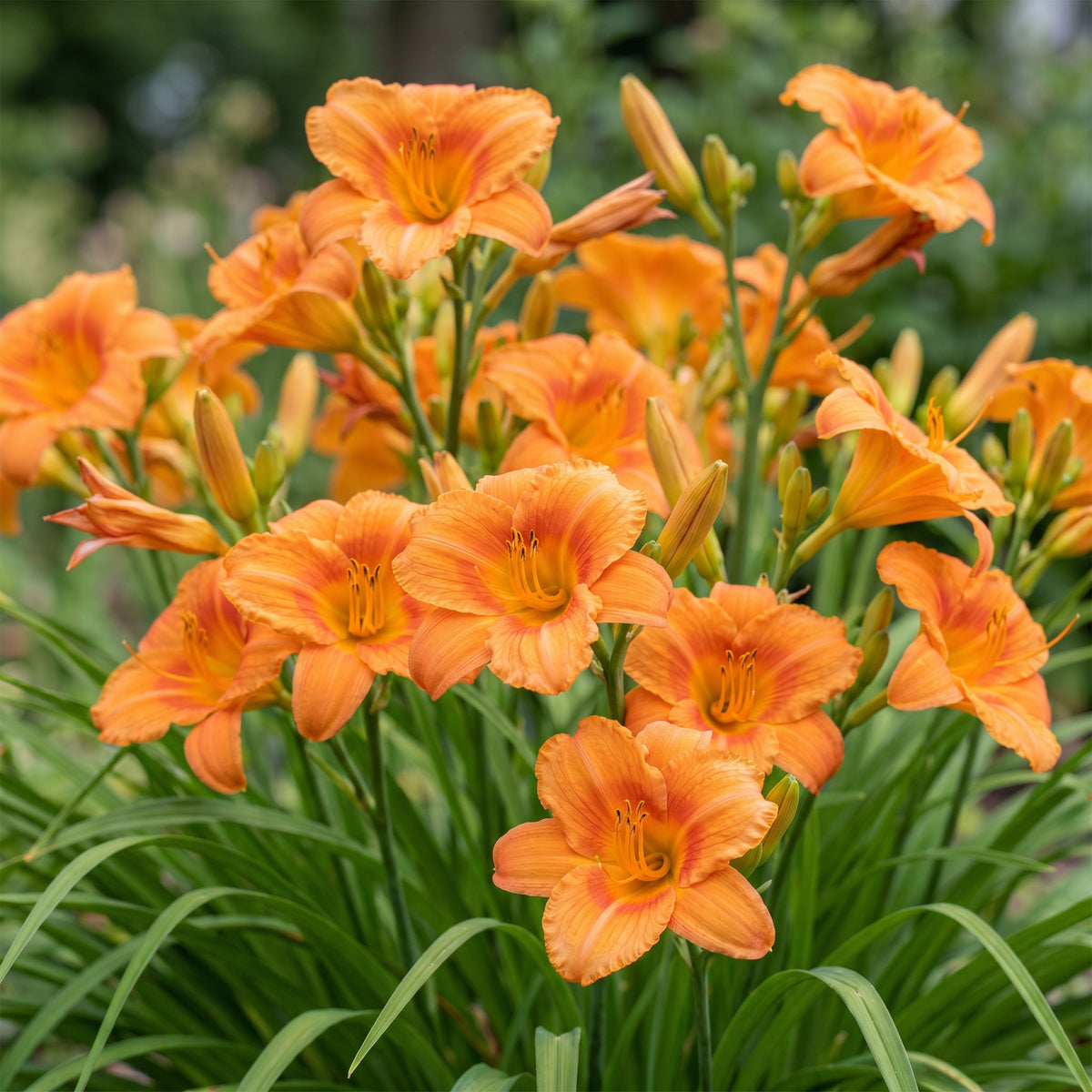Taglilie 'Hemerocallis Mauna Loa' – Orange – Topf Ø11cm – Ansicht 5