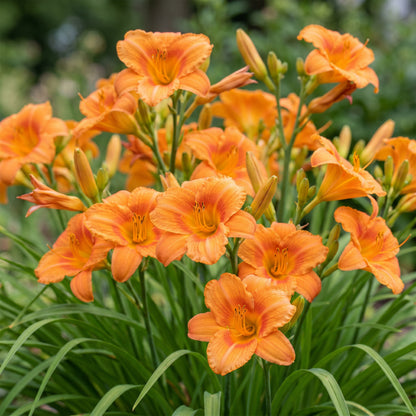 Taglilie 'Hemerocallis Mauna Loa' – Orange – Topf Ø11cm – Ansicht 5