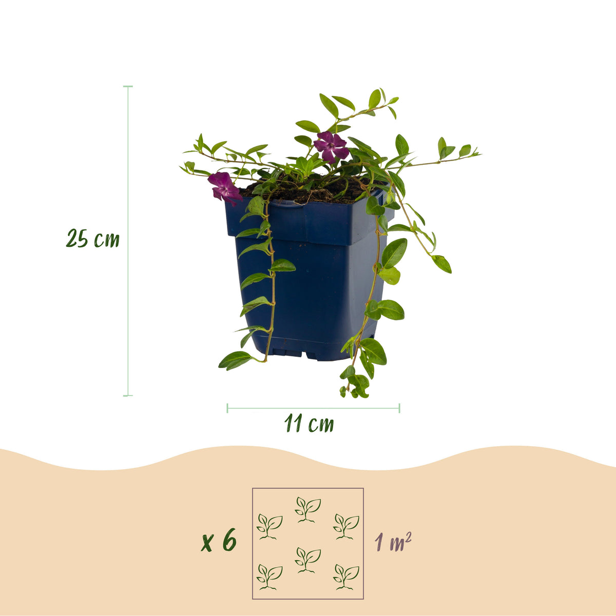 Immergrün 'Atropurpurea' – Vinca minor – Lila – Topf Ø11cm – Ansicht 3