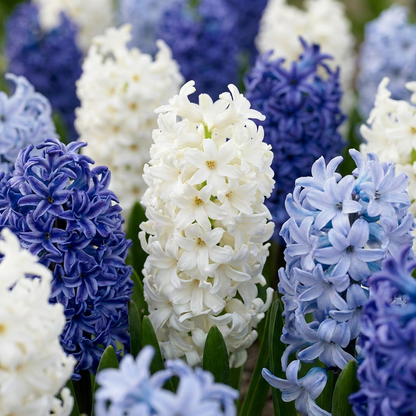 Hyazinthe 'Blue Water Mix' – Blau