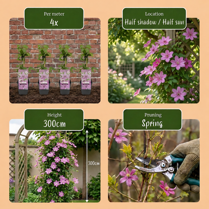 Waldrebe 'Hagley Hybrid' – Rosa – Topf Ø9cm – Ansicht 5