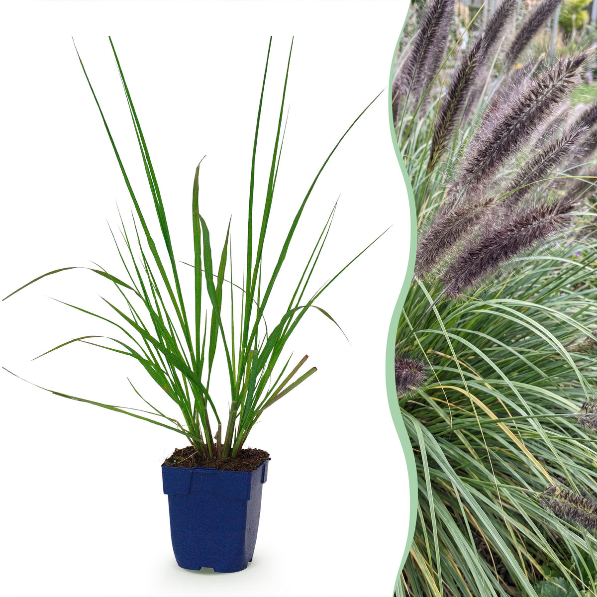 Lampenputzergras 'Black Beauty' – Pennisetum alopecuroides – Topf Ø11cm