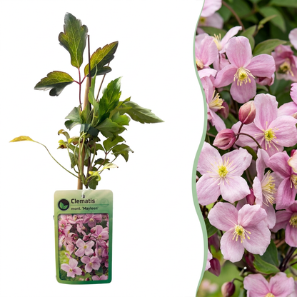 Bergwaldrebe 'Mayleen' – Hellrosa – Topf Ø9cm