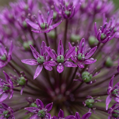 Zierlauch 'Miami' – Lila