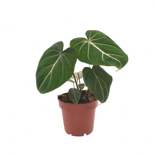 Philodendron 'Gloriosum' – Topf Ø12cm – Ansicht 2