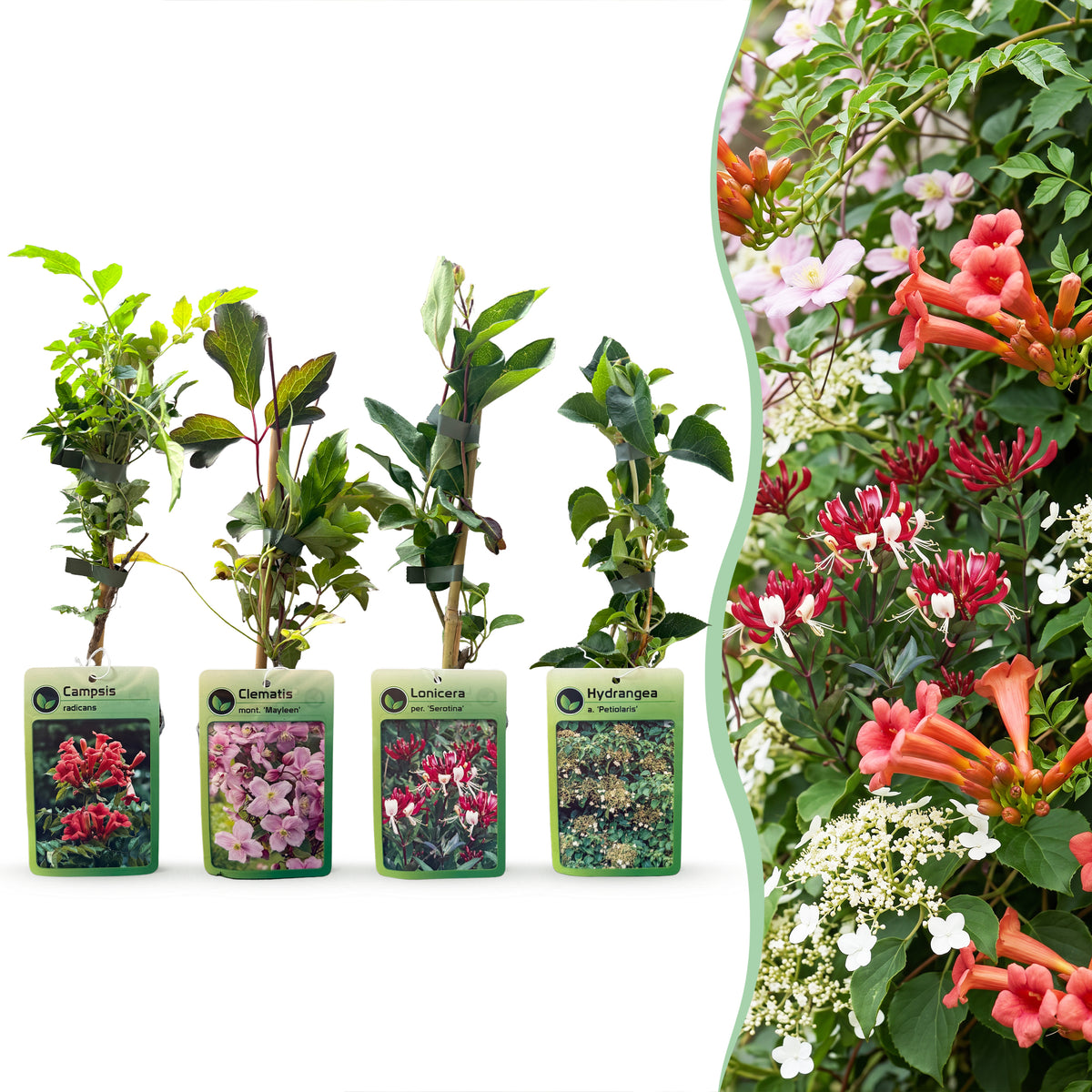 Kletterpflanzen-Quartett 'Rainbow' – Trompetenblume, Waldrebe, Geißblatt & Kletterhortensie – Topf Ø9cm