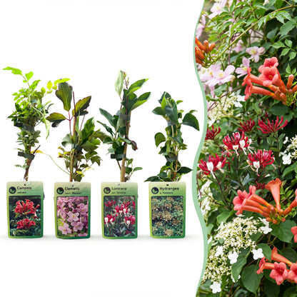 Kletterpflanzen-Quartett 'Rainbow' – Trompetenblume, Waldrebe, Geißblatt & Kletterhortensie – Topf Ø9cm