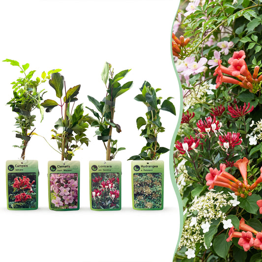 Kletterpflanzen-Quartett 'Rainbow' – Trompetenblume, Waldrebe, Geißblatt & Kletterhortensie – Topf Ø9cm