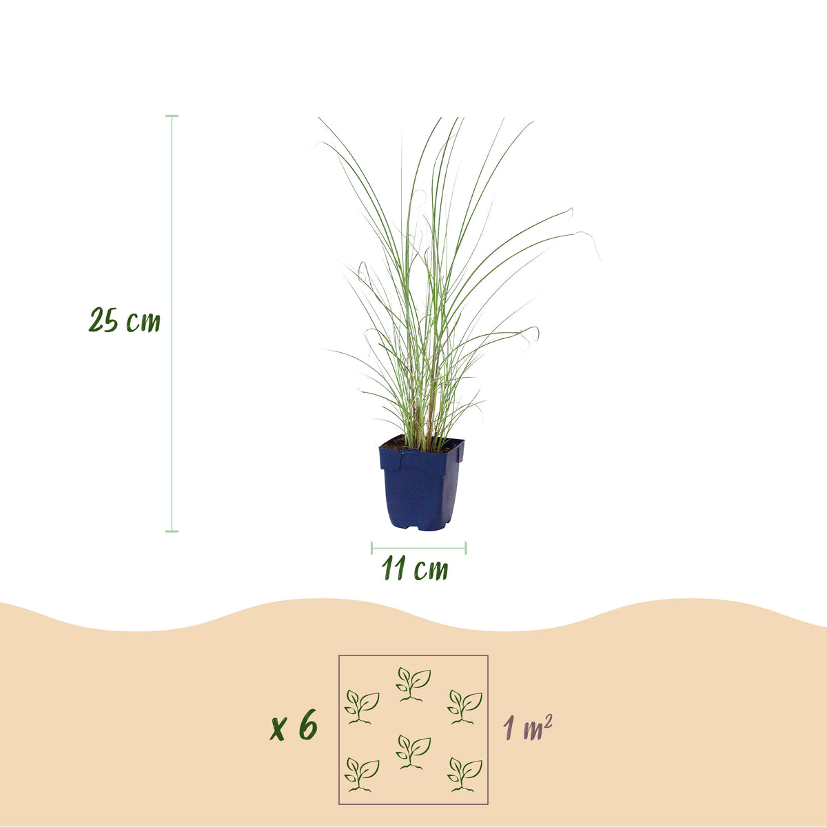 Chinaschilf 'Morning Light' – Miscanthus sinensis – Topf Ø11cm – Ansicht 3